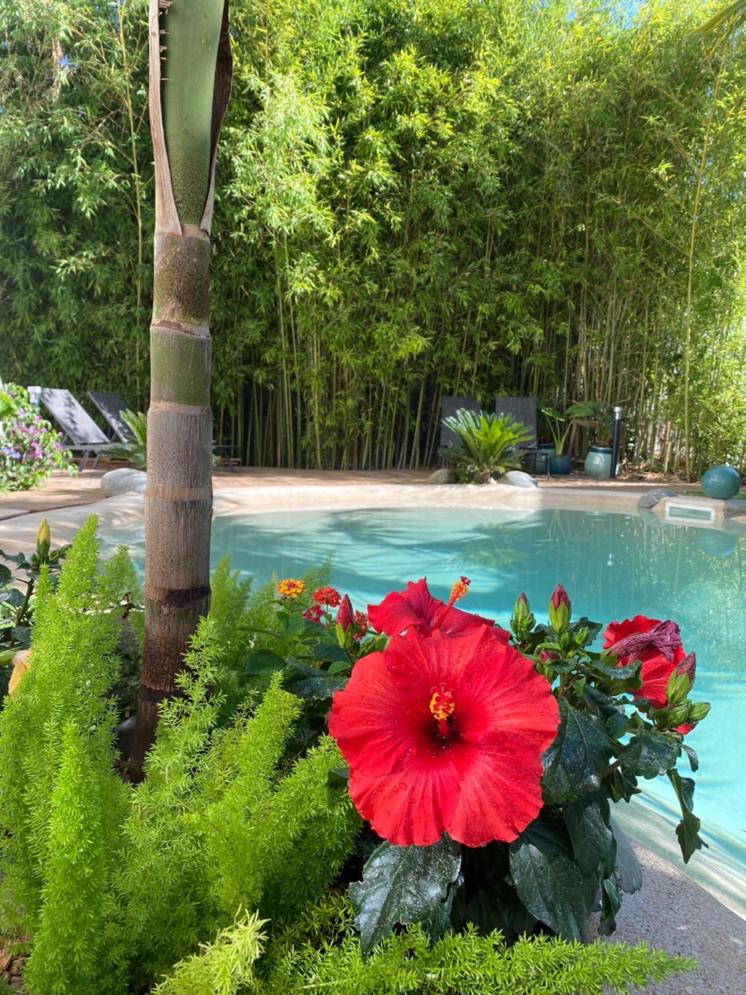 Appt Ambiance Chalet 2Ch Piscine Lagon Appartement Tarbes Buitenkant foto